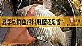 夏季钓鲫鱼饵料用腥还是香？