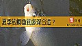 夏季钓鲫鱼钓多深合适？
