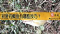 初夏钓鲫鱼有哪些技巧？