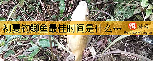 初夏钓鲫鱼最佳时间是什么时候