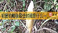初夏钓鲫鱼最佳时间是什么时候？