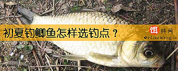 初夏钓鲫鱼怎样选钓点