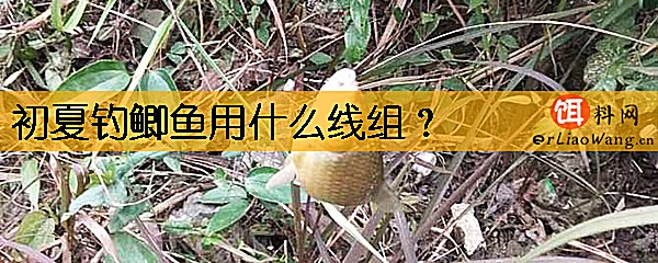 初夏钓鲫鱼用什么线组