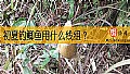 初夏钓鲫鱼用什么线组？