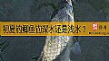 《初夏钓鲫鱼钓深水还是浅水？》封面图