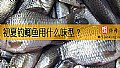 《初夏钓鲫鱼用什么味型？》封面图