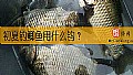 《初夏钓鲫鱼用什么钩？》封面图