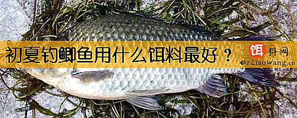 初夏钓鲫鱼用什么饵料最好