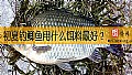 初夏钓鲫鱼用什么饵料最好？