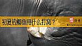 初夏钓鲫鱼用什么打窝？