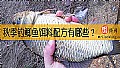 秋季钓鲫鱼饵料配方有哪些？