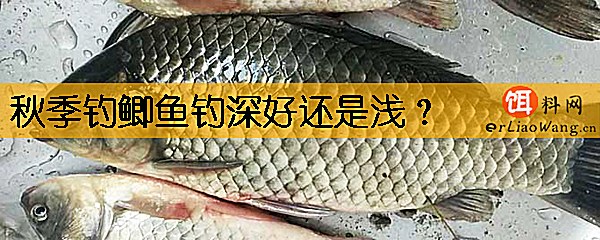 秋季钓鲫鱼钓深好还是浅