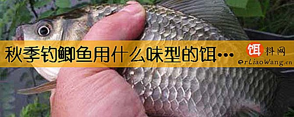 秋季钓鲫鱼用什么味型的饵料