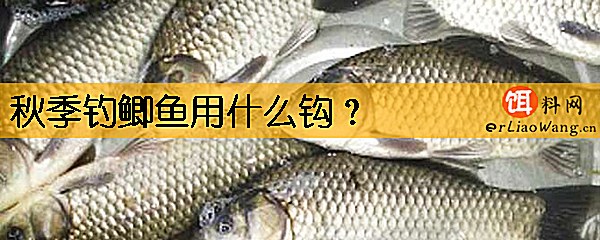 秋季钓鲫鱼用什么钩