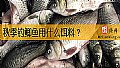 《秋季钓鲫鱼用什么饵料？》封面图