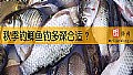 秋季钓鲫鱼钓多深合适？