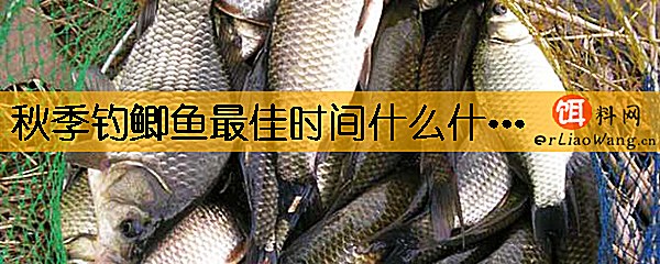 秋季钓鲫鱼最佳时间什么什么时候