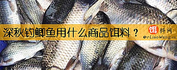 深秋钓鲫鱼用什么商品饵料