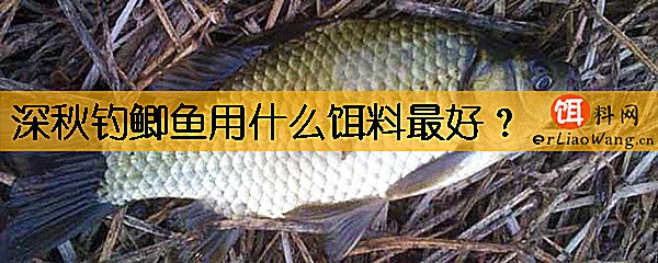 深秋钓鲫鱼用什么饵料最好