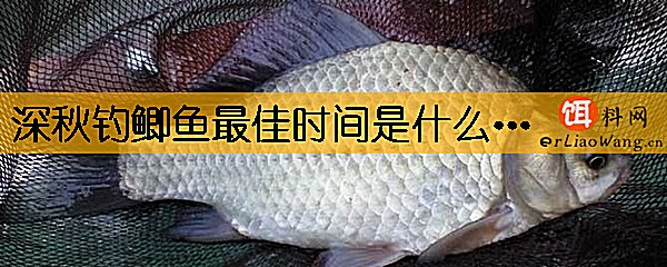 深秋钓鲫鱼最佳时间是什么时候