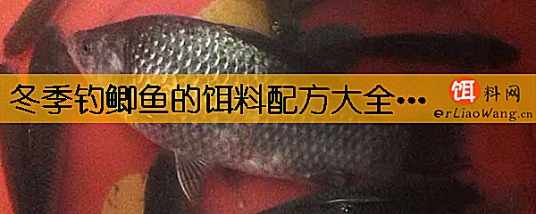 冬季钓鲫鱼的饵料配方大全有哪些