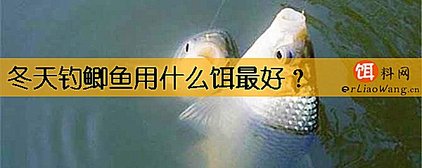 冬天钓鲫鱼用什么饵最好