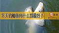 冬天钓鲫鱼用什么饵最好？