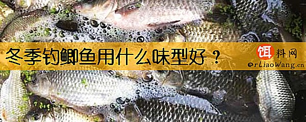 冬季钓鲫鱼用什么味型好