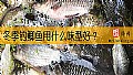 冬季钓鲫鱼用什么味型好？