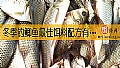 《冬季钓鲫鱼最佳饵料配方有哪些？》封面图