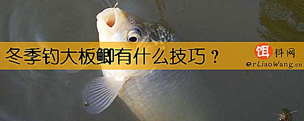 冬季钓大板鲫有什么技巧