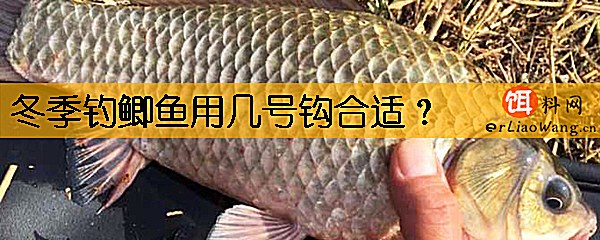 冬季钓鲫鱼用几号钩合适