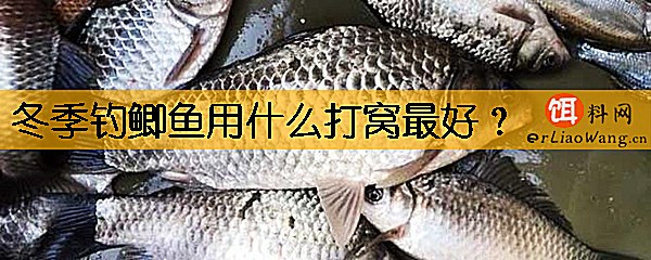 冬季钓鲫鱼用什么打窝最好