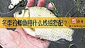 《冬季钓鲫鱼用什么线组搭配？》封面图