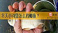 冬天小河里怎么钓鲫鱼？