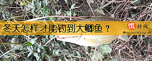 冬天怎样才能钓到大鲫鱼