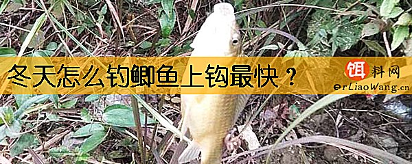 冬天怎么钓鲫鱼上钩最快