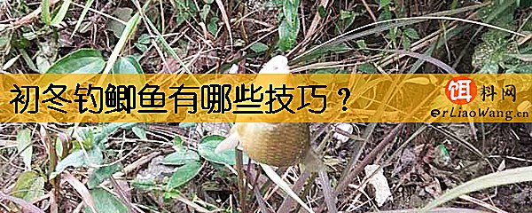 初冬钓鲫鱼有哪些技巧