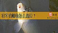 初冬钓鲫鱼怎么选位？