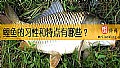 《鲤鱼的习性和特点有哪些？》封面图