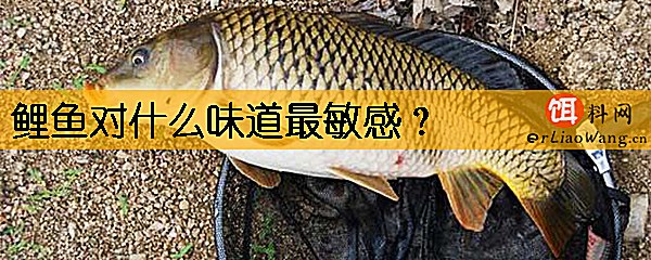 鲤鱼对什么味道最敏感