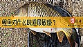 《鲤鱼对什么味道最敏感？》封面图