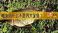 《鲤鱼为什么不是四大家鱼？》封面图