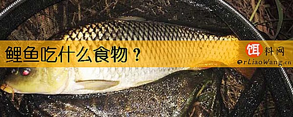 鲤鱼吃什么食物