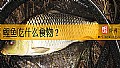 《鲤鱼吃什么食物？》封面图