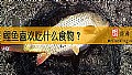 《鲤鱼喜欢吃什么食物？》封面图
