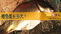 《鲤鱼能长多大？》封面图