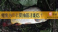 《鲤鱼为什么要抽筋才能吃？》封面图
