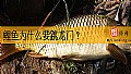 《鲤鱼为什么要跳龙门？》封面图