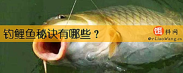 钓鲤鱼秘诀有哪些